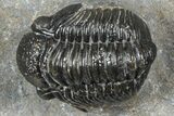 Two Detailed Gerastos Trilobite Fossils - Morocco #363955-2